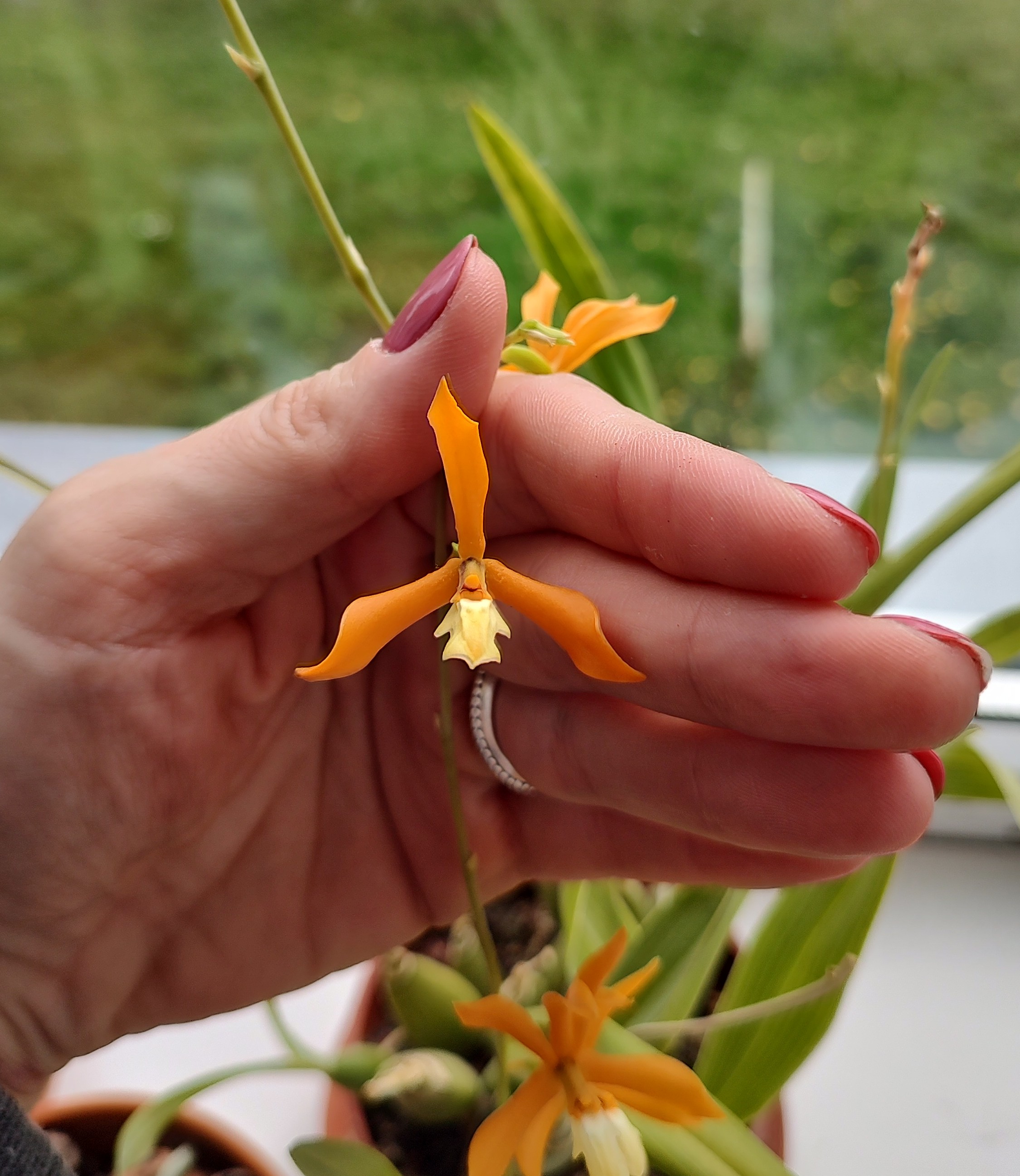 Epidendrum hybrid