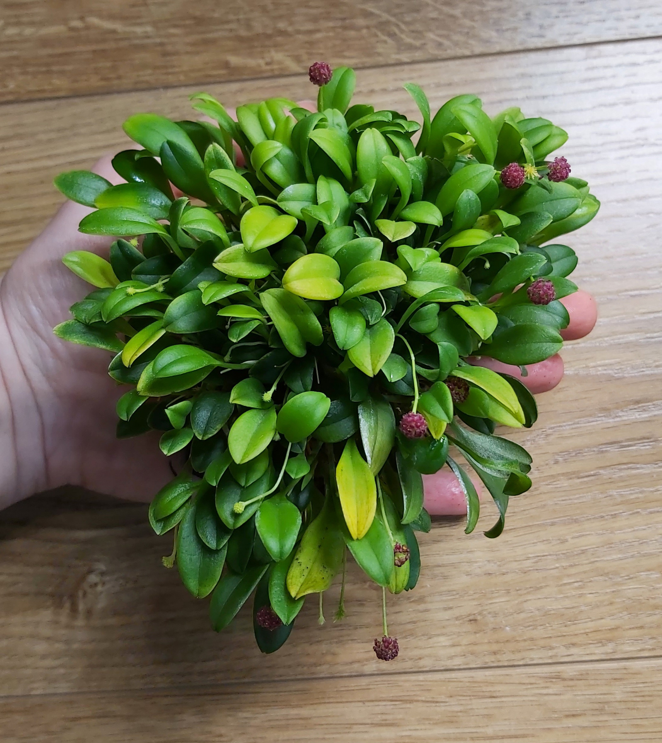 Platystele umbellata