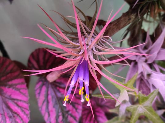 Tillandsia ionantha.jpg