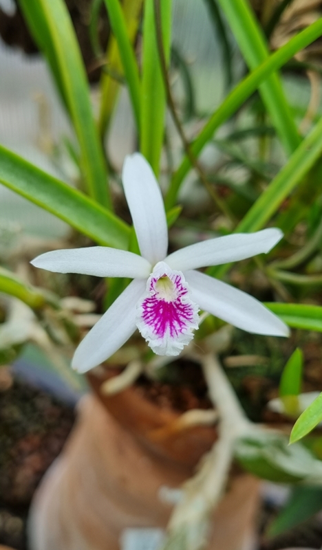 C. lundii.jpg