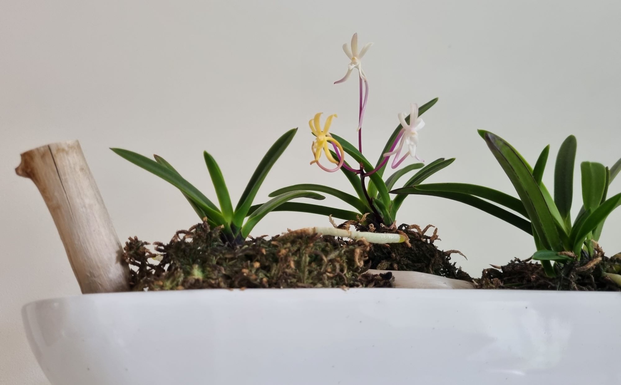 Neofinetia shutennou 20220528 -2.jpg