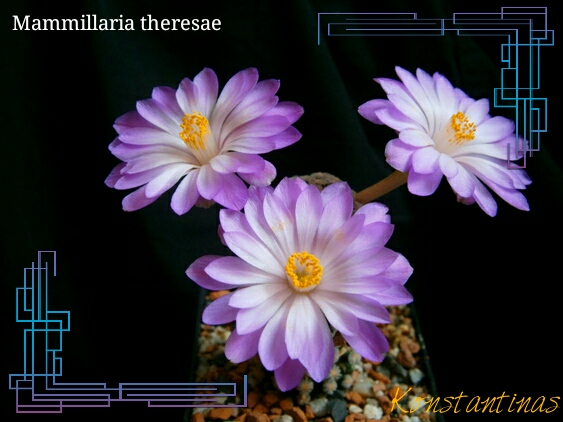 mammillaria theresae.jpg