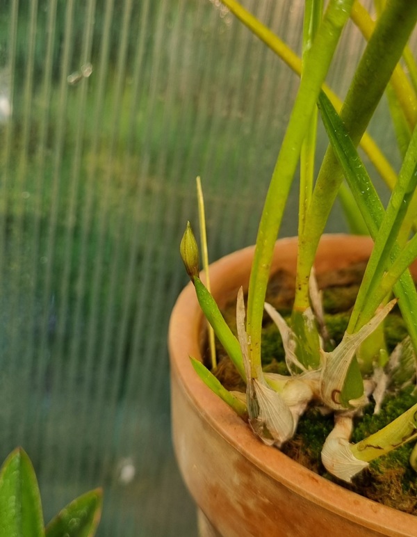 C. lundi var. coerulea.jpg