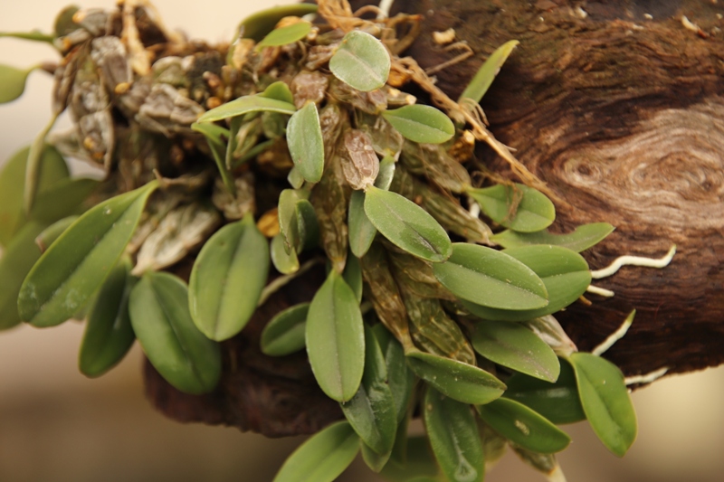 Dendrobium jenkinsii (1).JPG