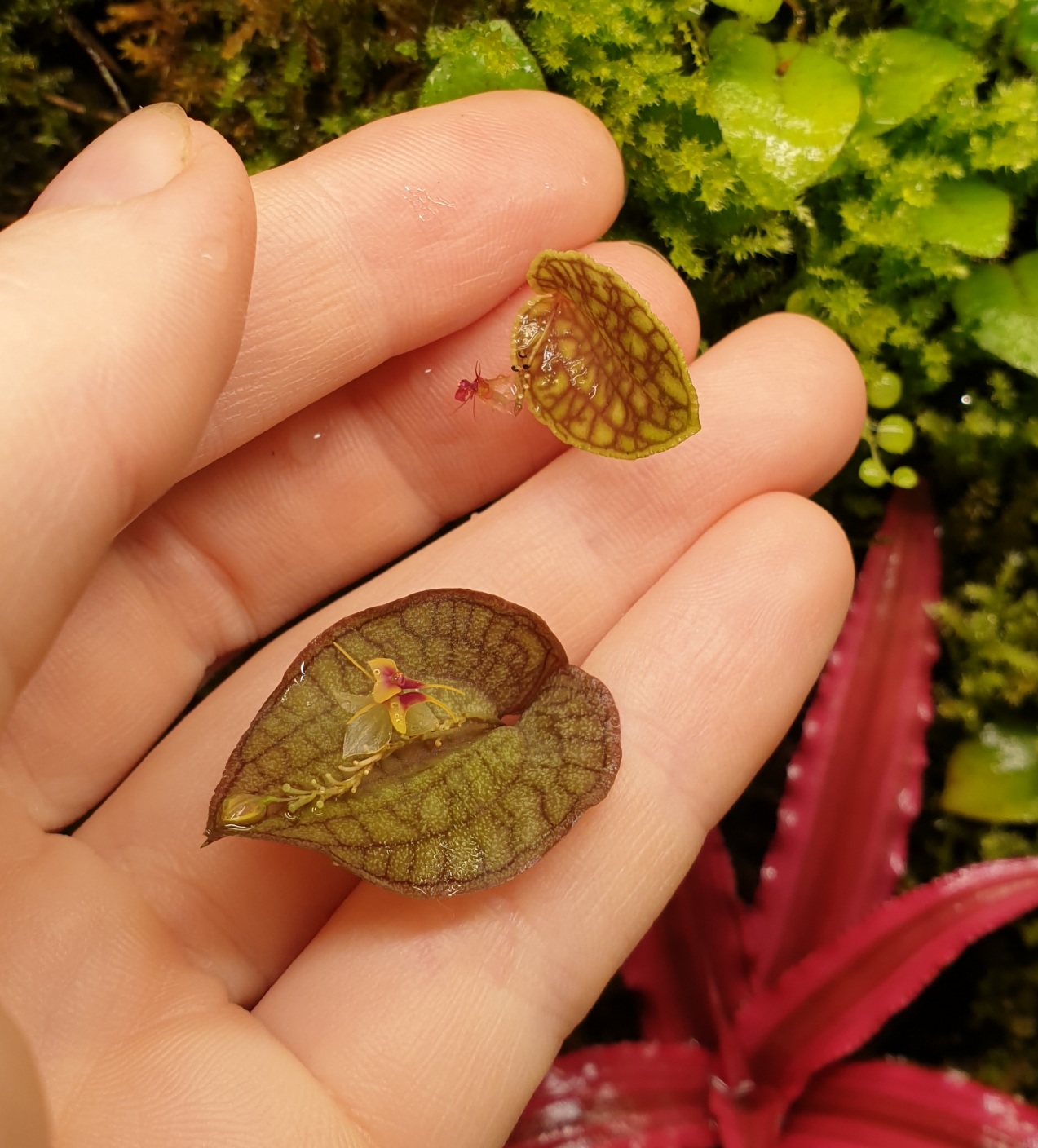 Lepanthes saltatrix ir Lep. calodictyon