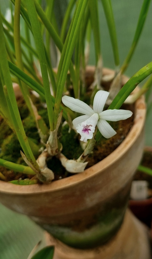 C. lundi var. coerulea.jpg