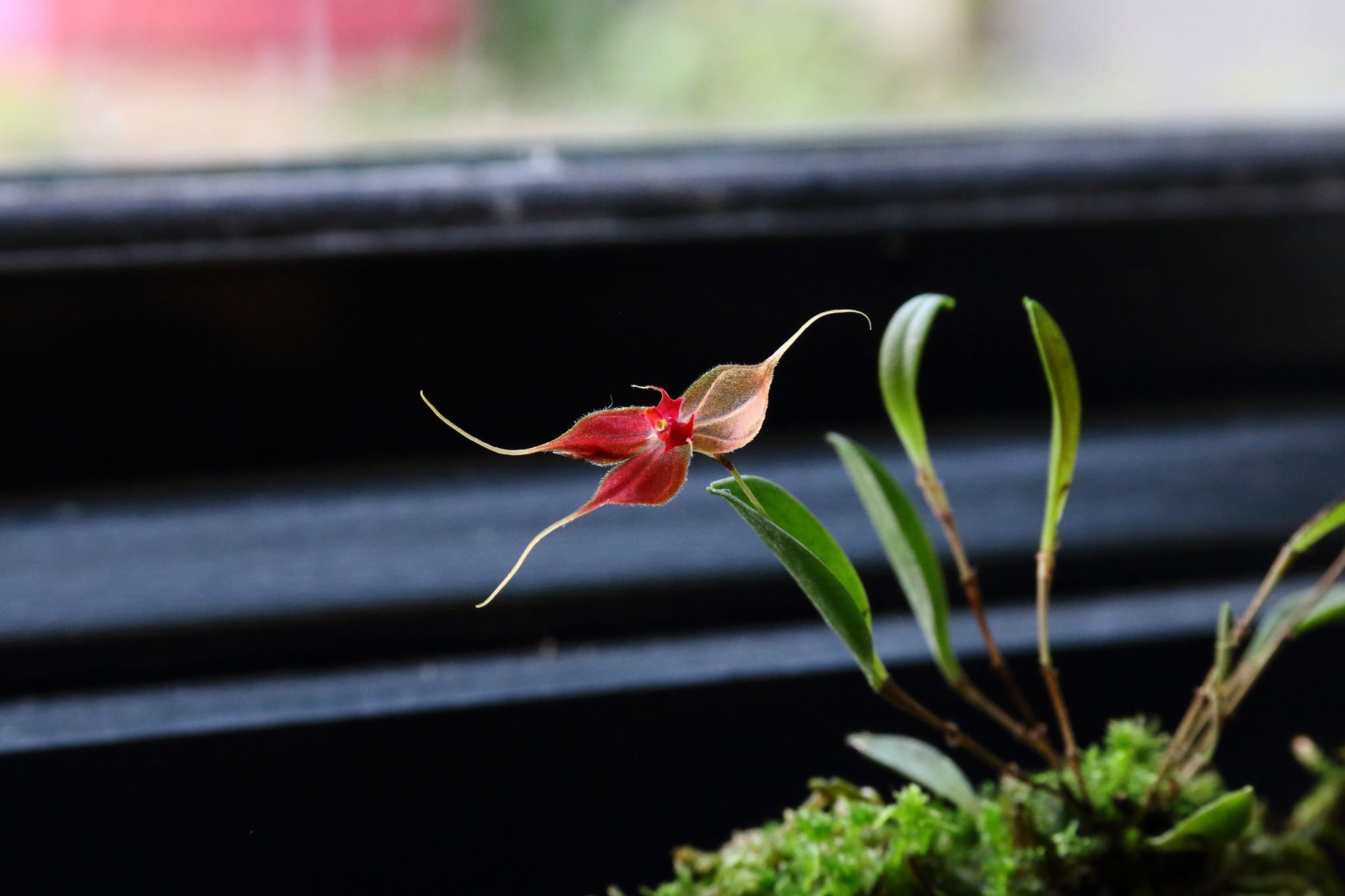lepanthes matamorosii dieninis apsvietimas JPG.jpg