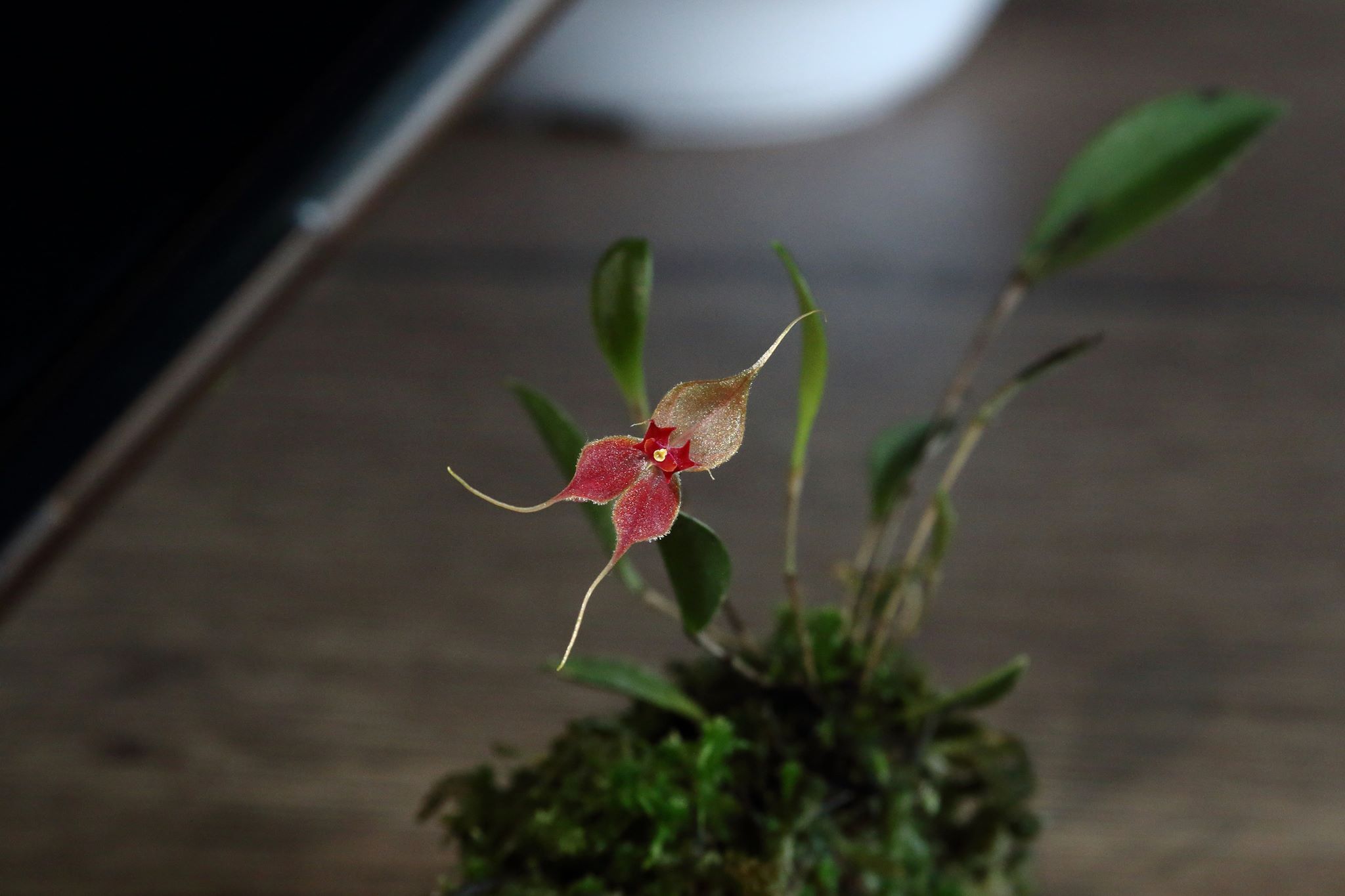 l.matamorosii dirbtinis apsvietimas.JPG