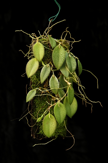 Acianthera nikoleae'22.07..JPG