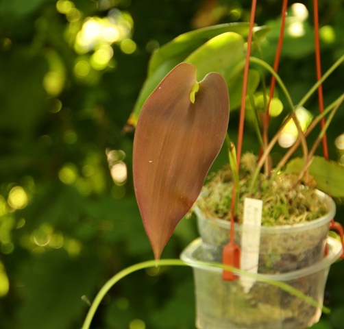 Pleurothallis Walnut Valley x Pleurothallis teaguei'22.06..JPG