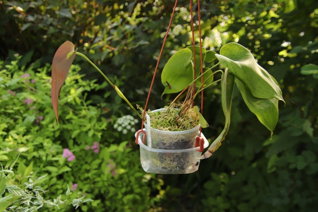 Pleurothallis Walnut Valley x Pleurothallis teaguei'22.06.JPG