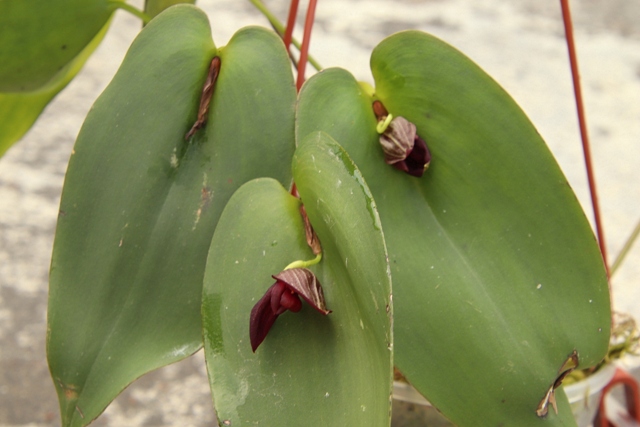 Pleurothallis Walnut Valley x Pleurothallis teaguei'22.07..JPG