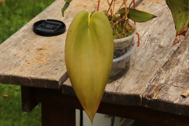 Pleurothallis Walnut Valley x Pleurothallis teaguei'22.07.20.JPG