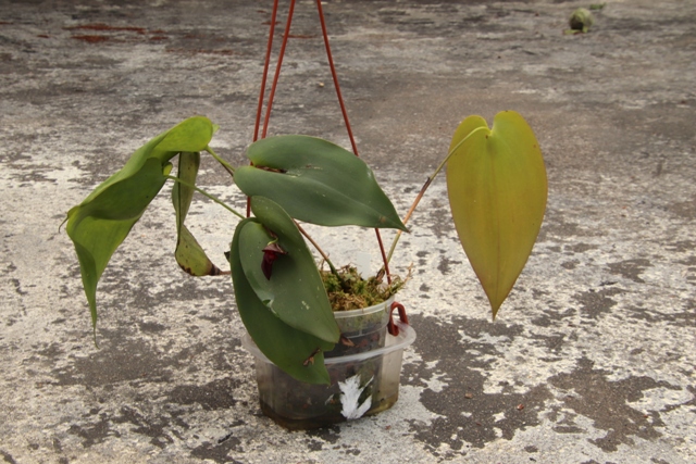 Pleurothallis Walnut Valley x Pleurothallis teaguei'22.07.30.JPG