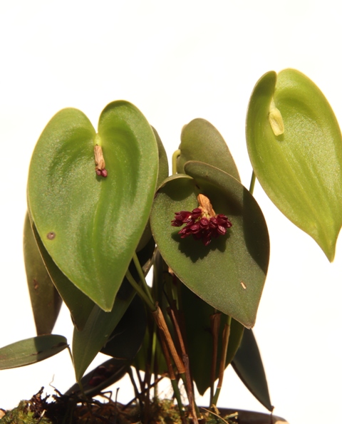 Pleurothallis nipterophylla'22.06..J.JPG