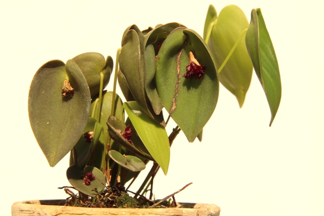 Pleurothallis nipterophylla'22.06..JPG