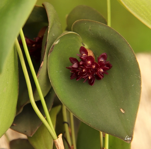 Pleurothallis nipterophylla'22.06.10..JPG