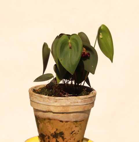 Pleurothallis nipterophylla'22.06.JPG