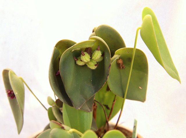 Pleurothallis nipterophylla sekladeze'22.JPG