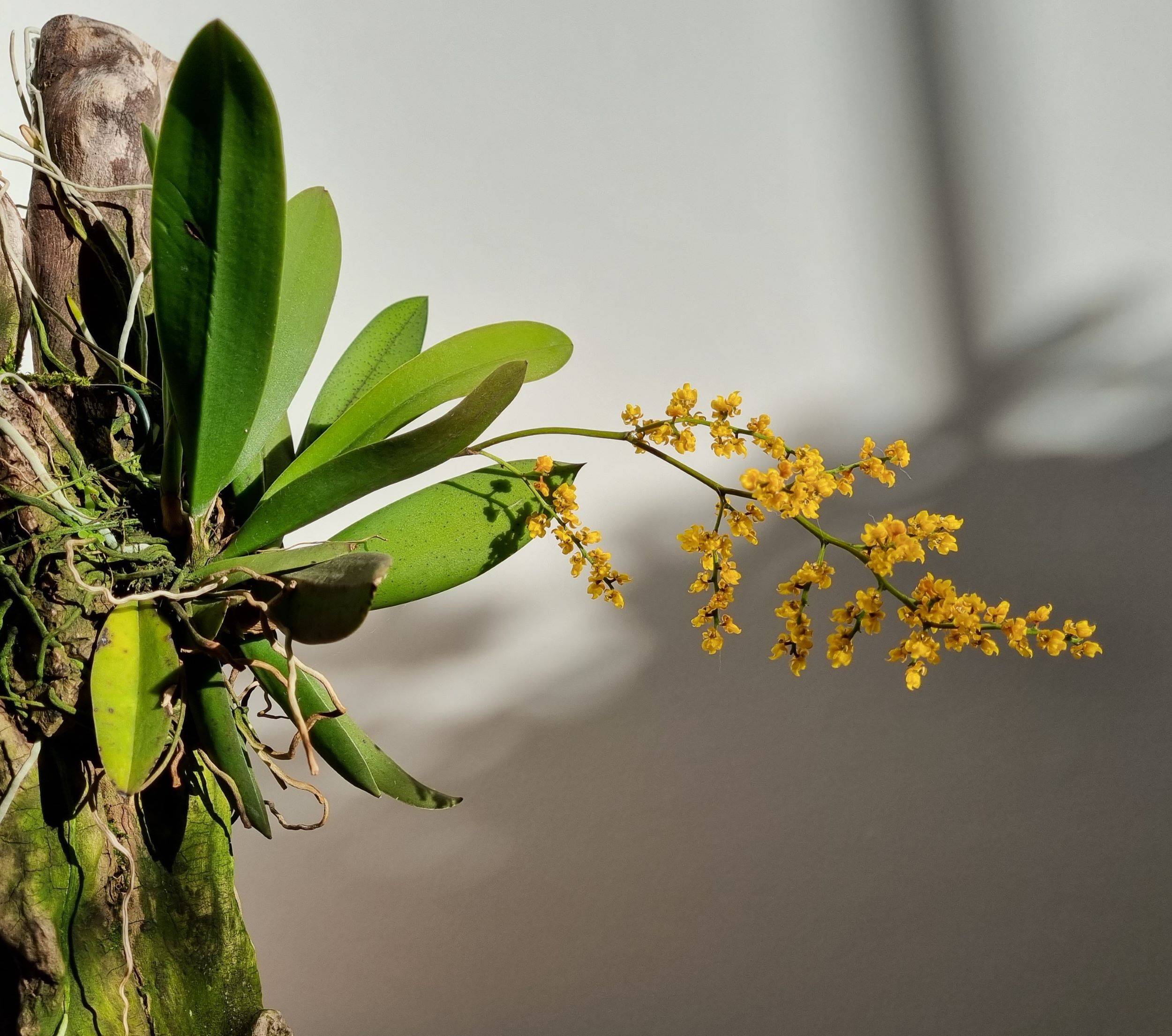 20220819_Oncidium pumilum.jpg