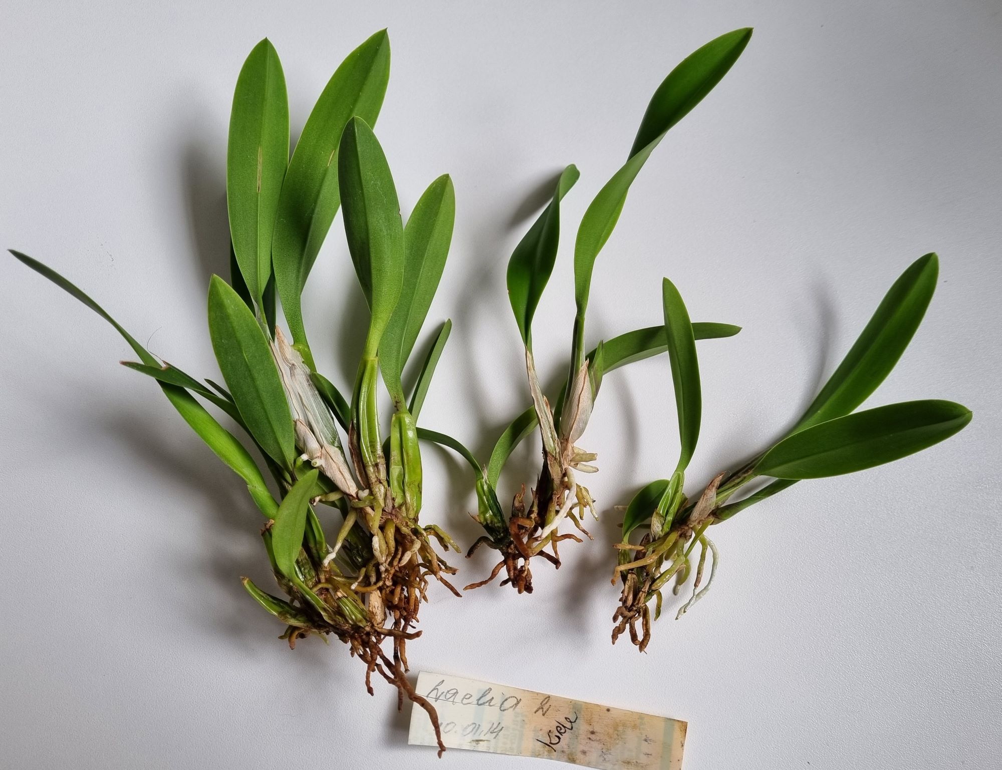 20220810_Laelia anceps.jpg