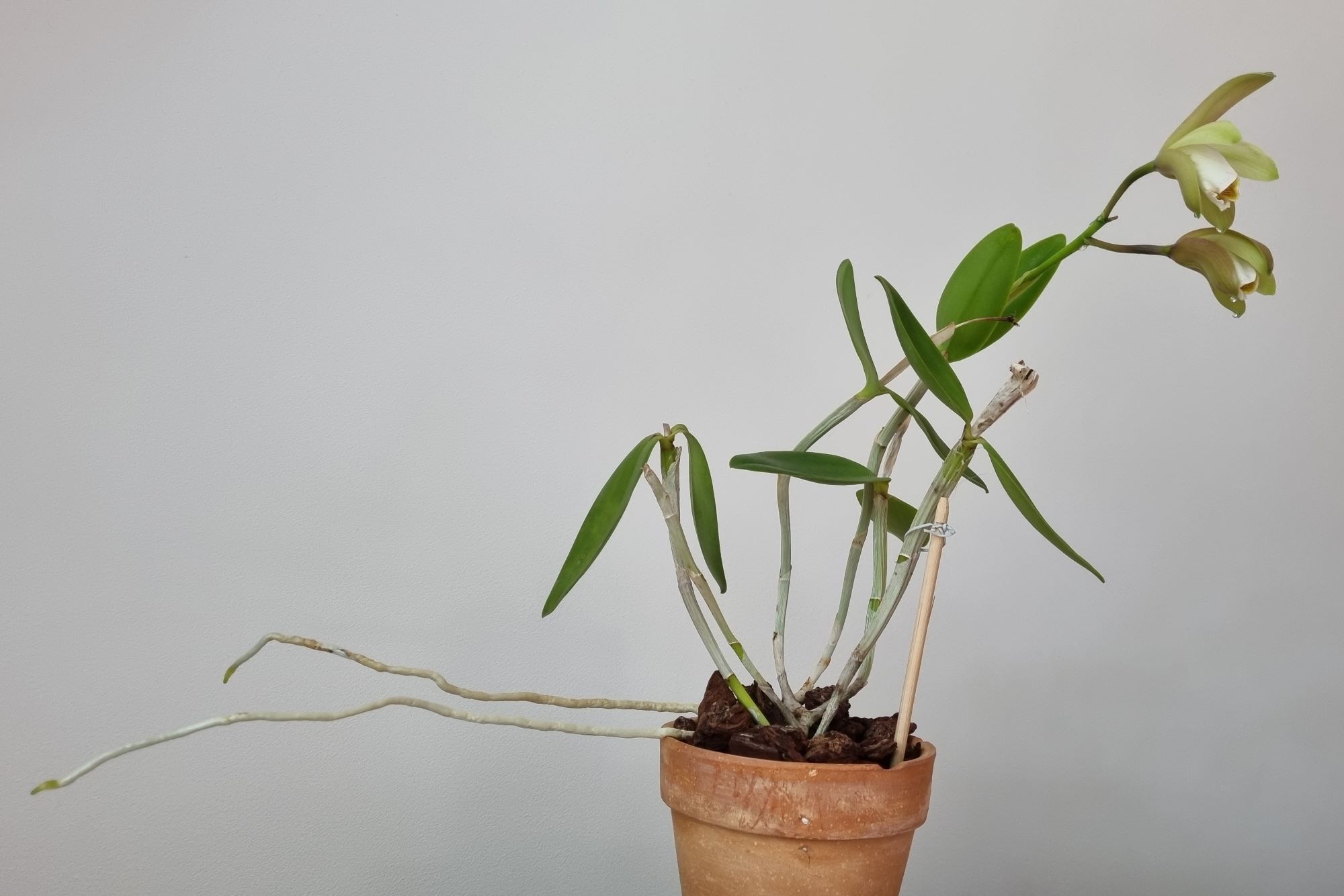 20220823_Cattleya forbesii1.jpg