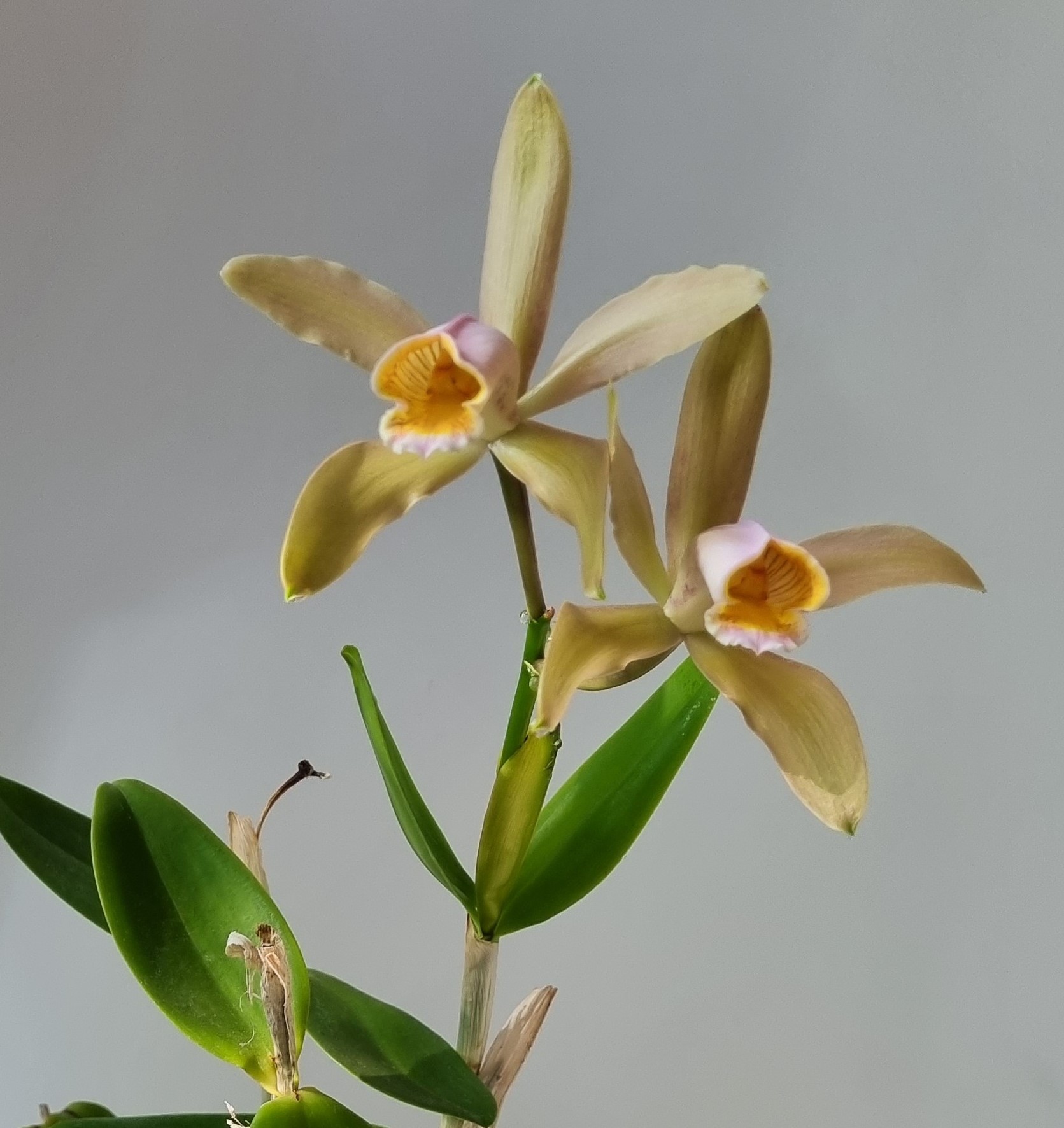 20220827_Cattleya forbesii2.jpg