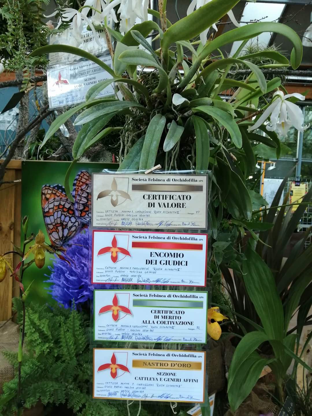 Cattleya maxima
