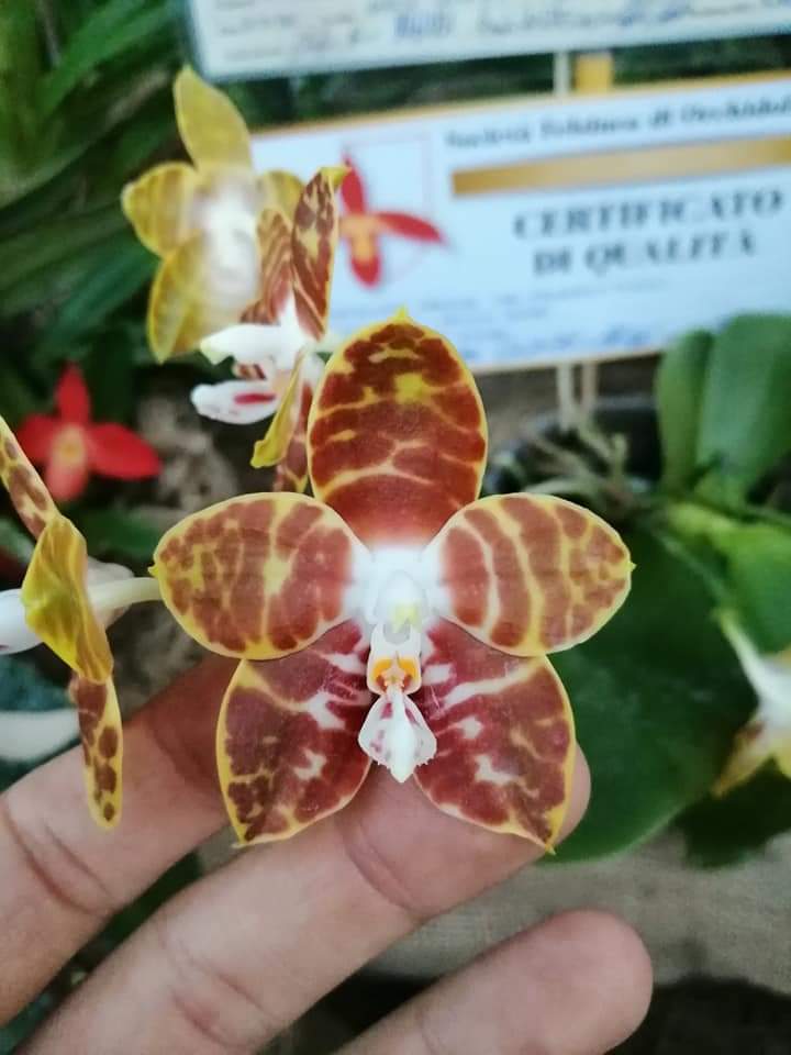Phalaenopisis