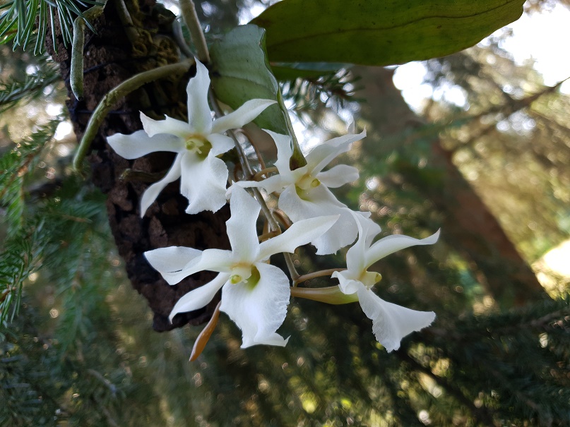 2blossoms.jpg