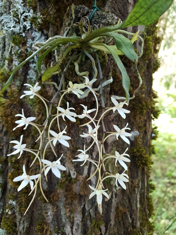 Aerangis_mystacidii.jpg