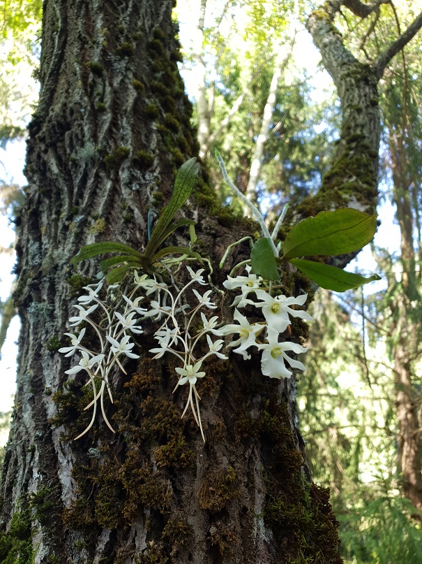 aerangis_mystacidii_with_Euryangis_VN.jpg