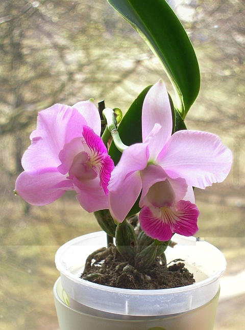 Cattleya BrazilianJewel.jpg