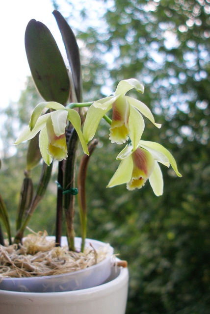 Cattleya_luteola8.jpg