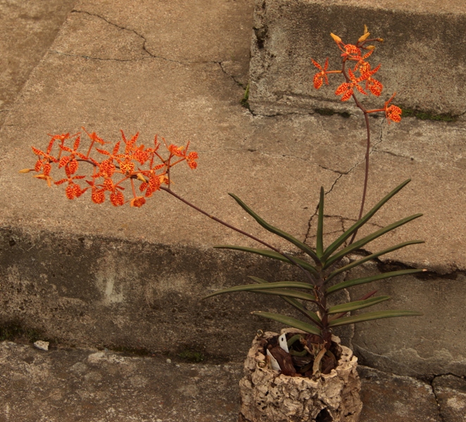 Renanthera monachica'22.10..J.JPG