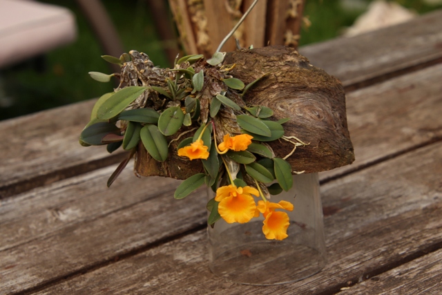 Dendrobium jenkinsii'22.08. all.JPG