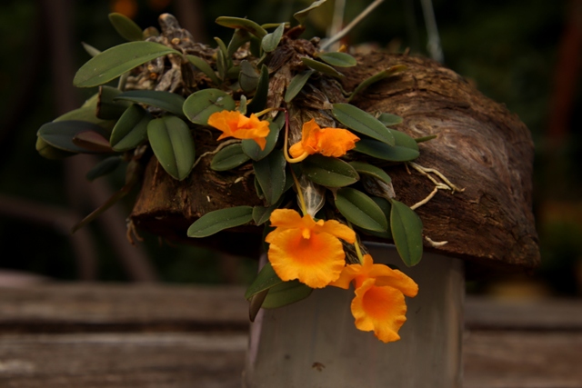 Dendrobium jenkinsii'22.08.21.JPG