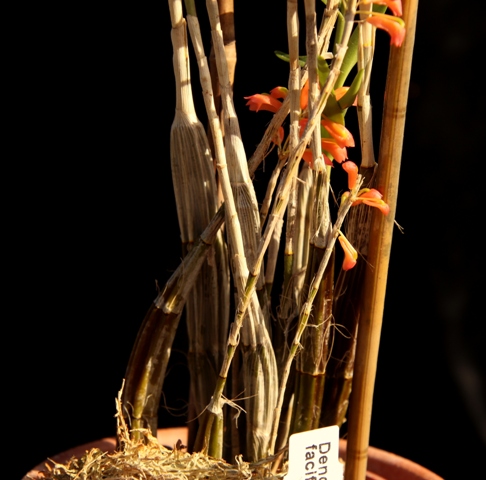 Dendrobium faciferum'22.09. ugliai.JPG