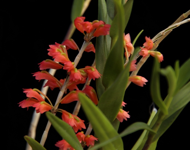 Dendrobium faciferum'22.09..JPG
