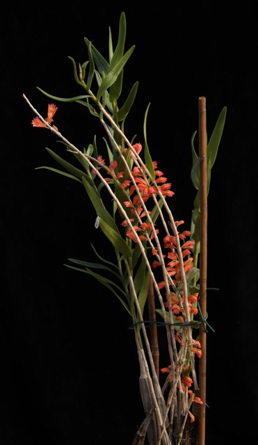 Dendrobium faciferum'22.09.04..JPG