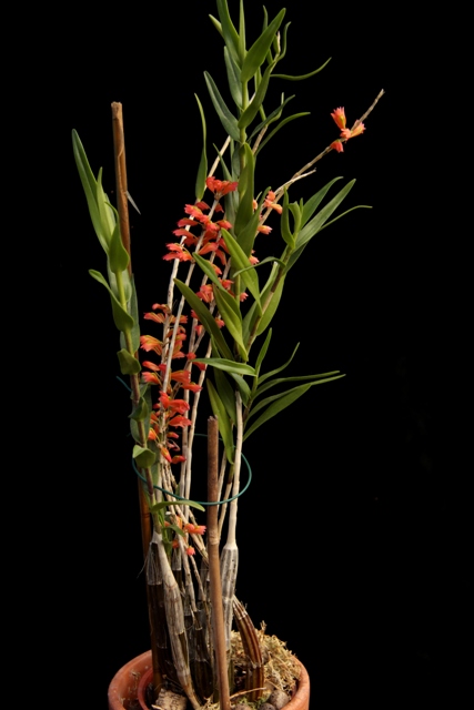 Dendrobium faciferum'22.09.24.JPG