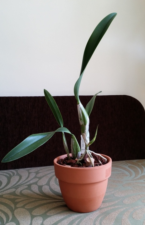 Laelia anceps tipo 2014-04-18 6.jpg