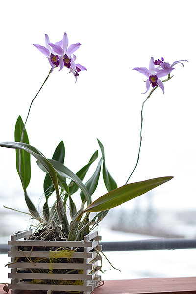 laelia-anceps-guererro02.jpg
