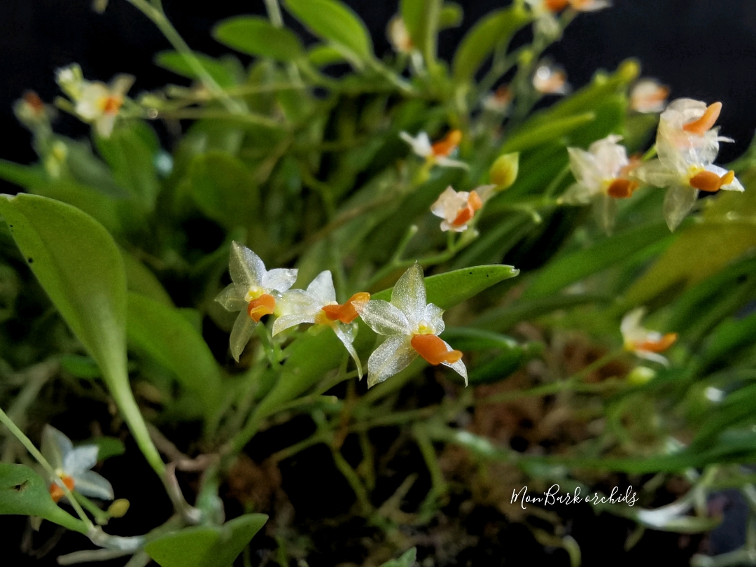 Platystele repens