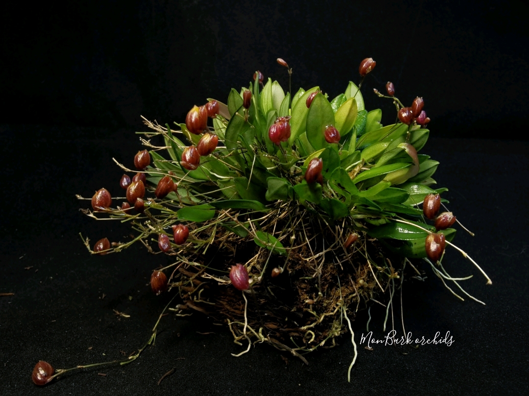 Scaphosepalum ovulare