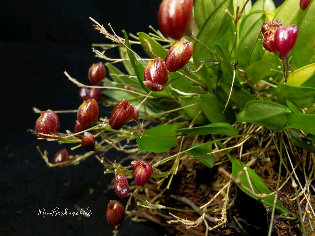 Scaphosepalum ovulare