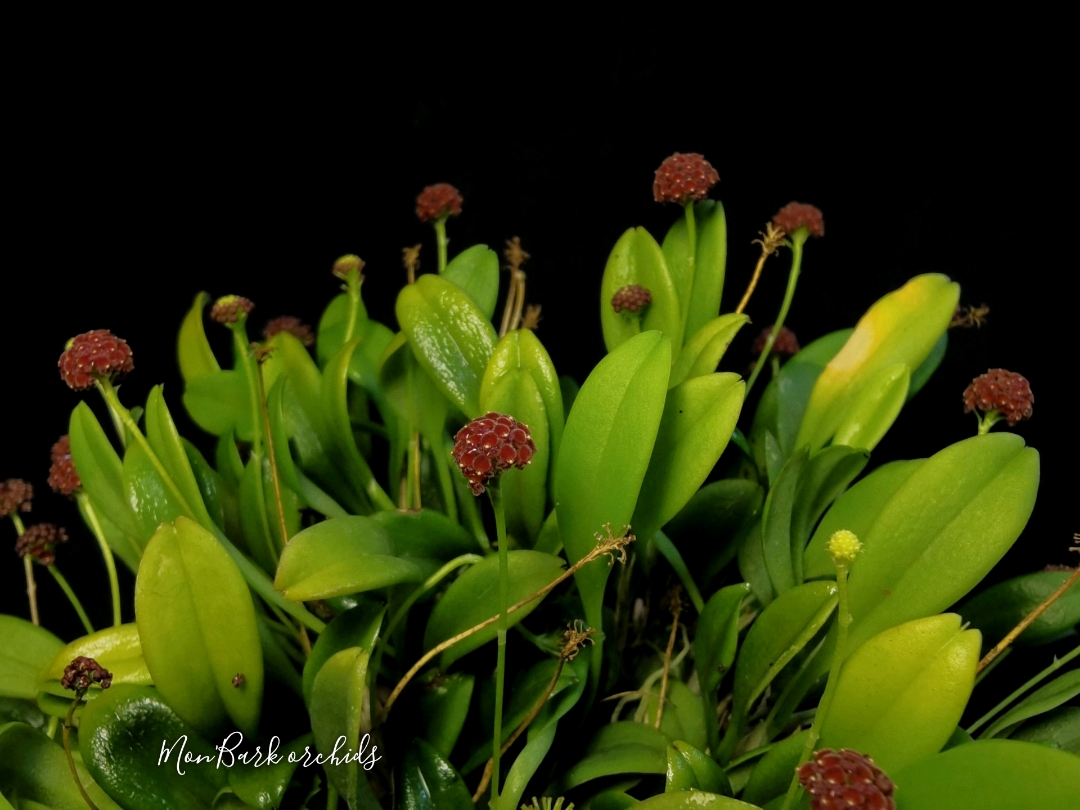 Platystele umbellata