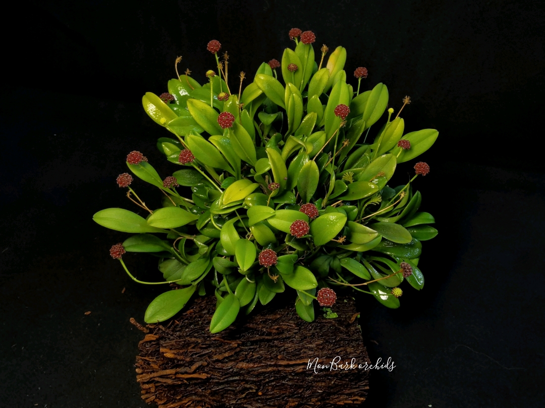 Platystele umbellata