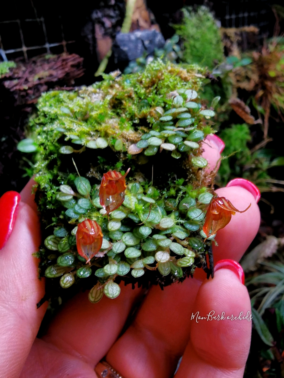 Pleurothallis dressleri