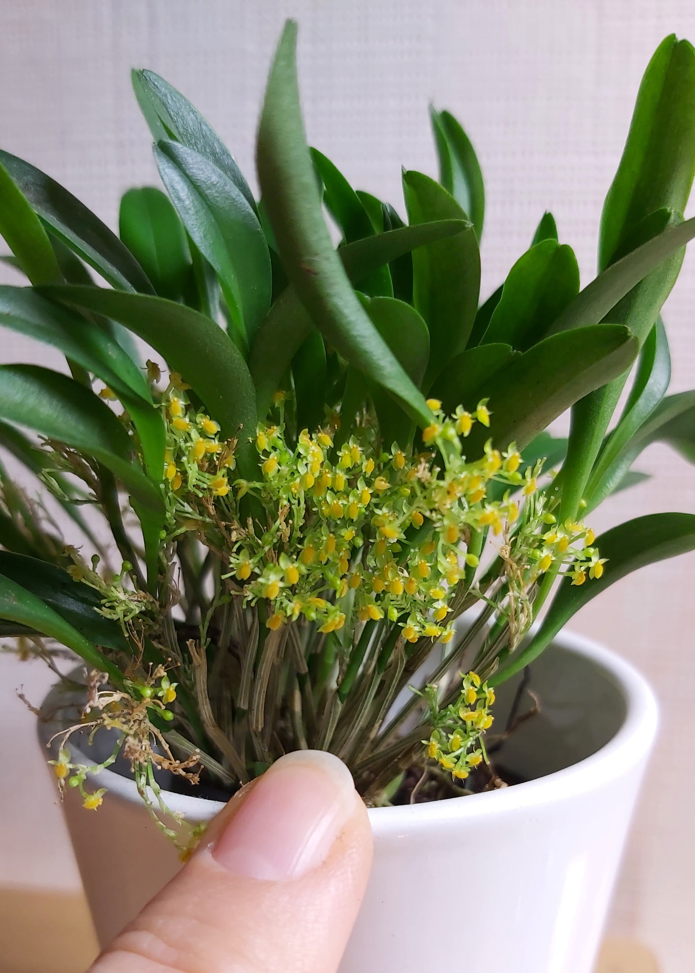Platystele stenostachya